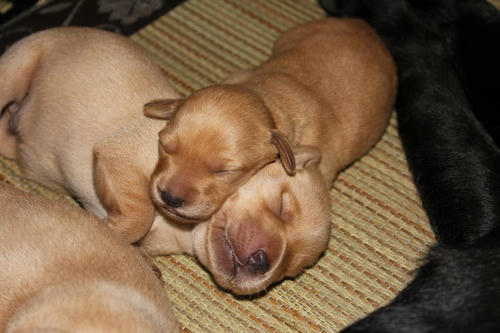 20111129puppys55