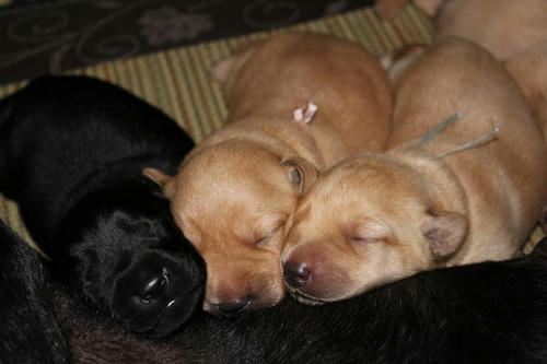 20111129puppys59