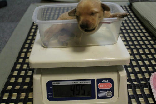 20111130puppys01赤
