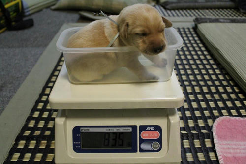 20111130puppys02青