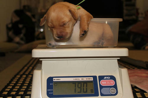 20111130puppys03緑