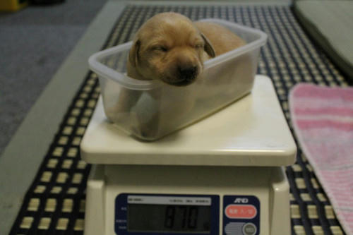 20111130puppys04桃