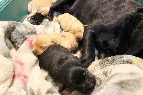 20111130puppys07