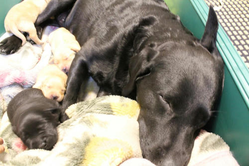 20111130puppys08
