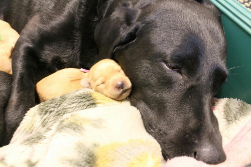 20111130puppys09