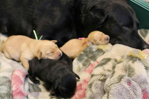 20111130puppys13
