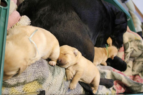 20111130puppys15