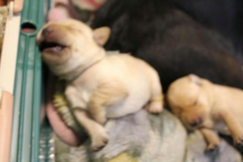 20111130puppys16
