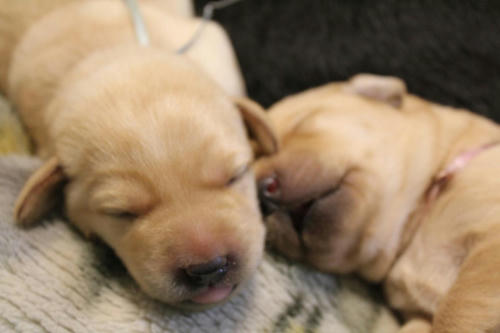 20111130puppys17