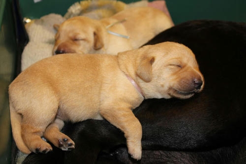 20111130puppys18