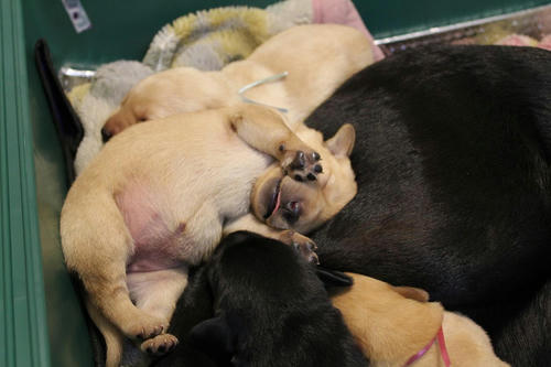 20111130puppys19