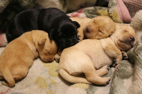 20111201puppys03