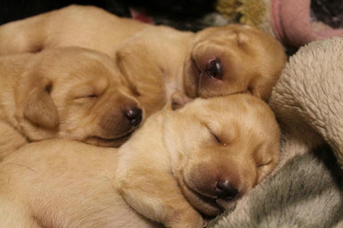 20111201puppys09