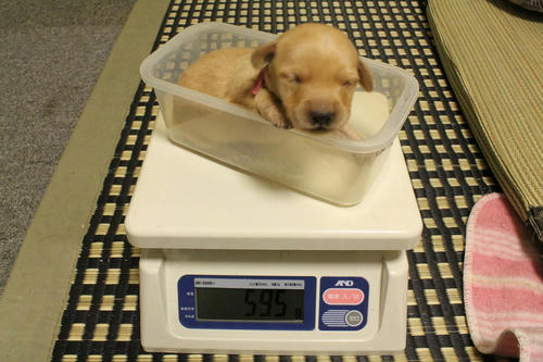 20111202puppys01赤
