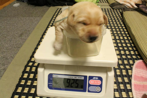 20111202puppys04青