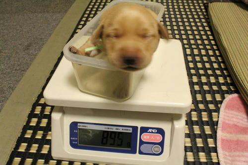 20111202puppys06緑