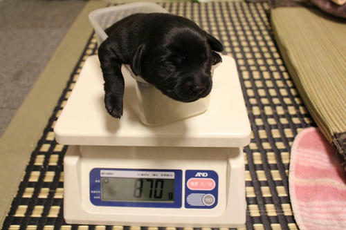 20111202puppys13紫