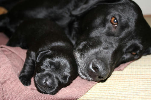 20111203puppys02紫