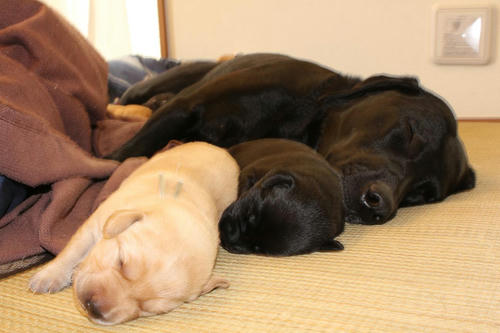 20111203puppys09青と紫