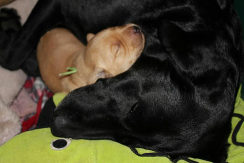 20111204puppys02緑