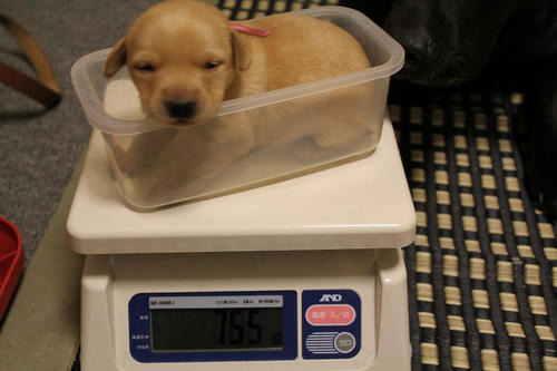 20111204puppys04赤