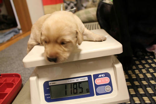 20111204puppys10青