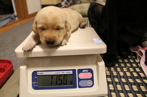 20111204puppys11緑
