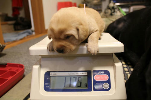 20111204puppys13桃