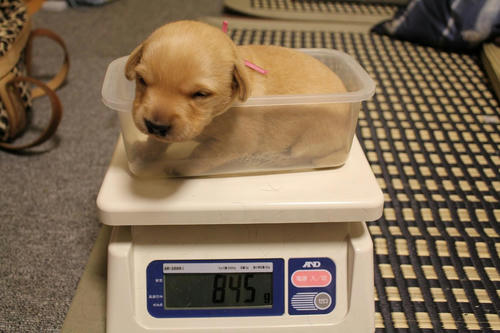20111206puppys02赤