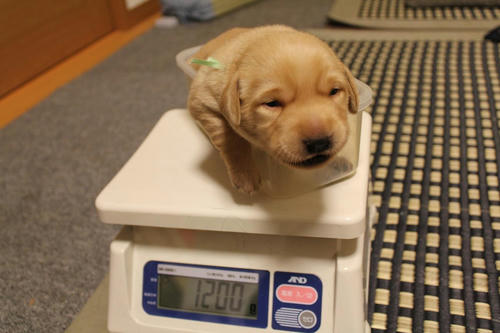 20111206puppys05緑
