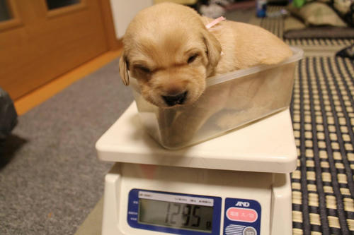 20111206puppys08桃
