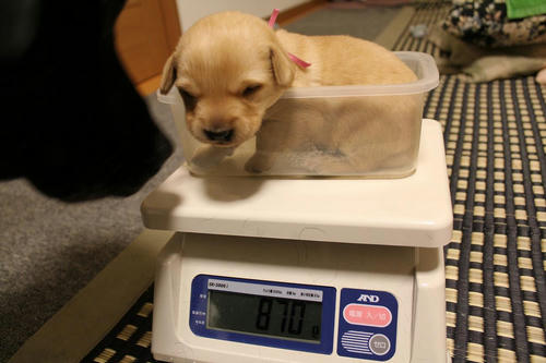 20111207puppys02赤