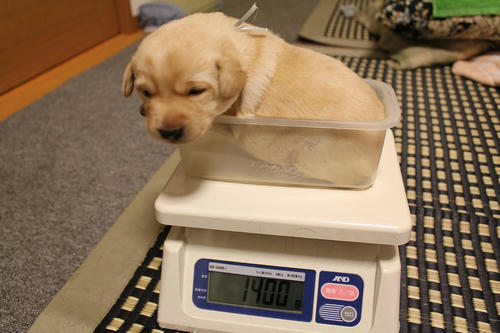 20111207puppys03青