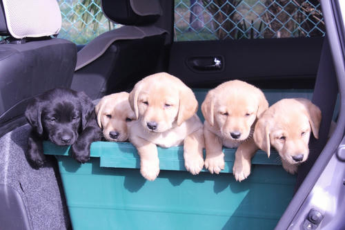 20111231puppys02