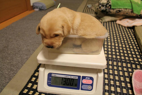 20111207puppys04緑