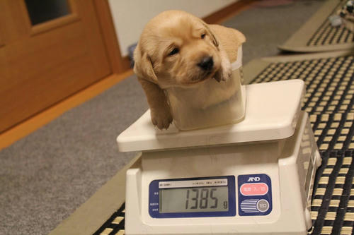 20111207puppys06桃