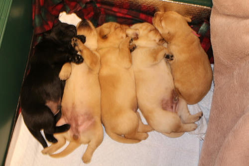 20111207puppys18