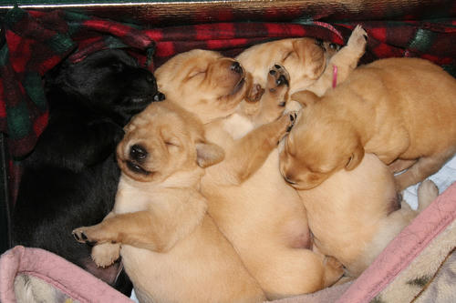 20111207puppys43