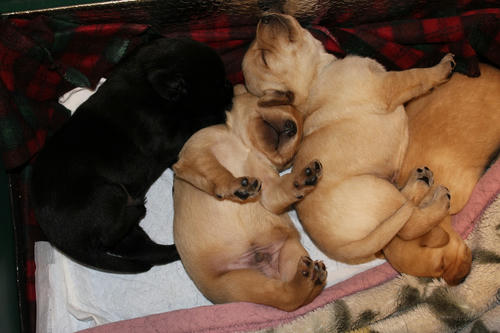 20111207puppys47