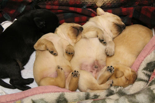 20111207puppys50