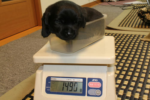 20111208puppys08紫