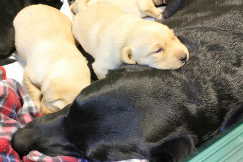 20111208puppys10