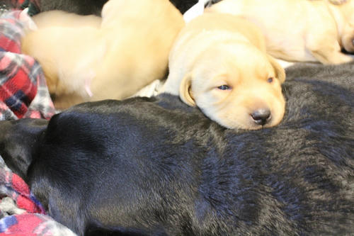20111208puppys11
