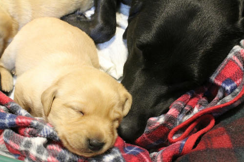 20111208puppys12青