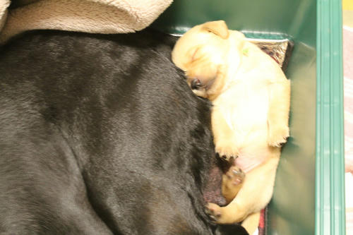 20111209puppys02緑