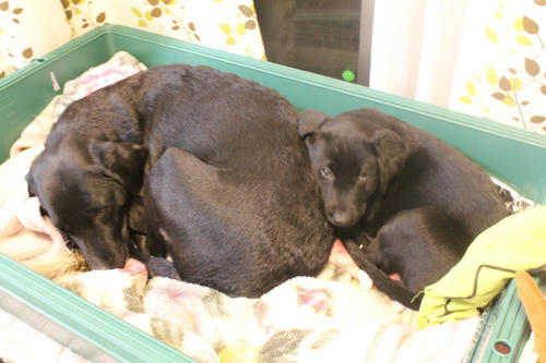 20120130puppys01
