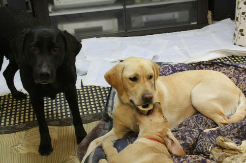 20120205puppys05レイandまりん