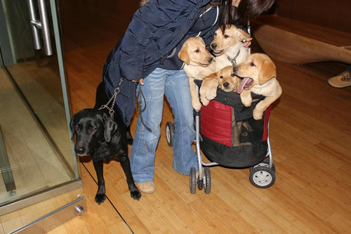 20120210puppys06