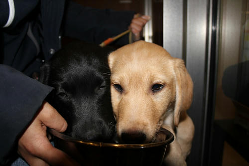 20120210puppys08