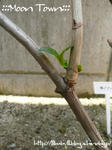 090525_5.jpg